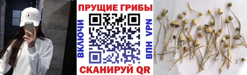 МЕГА сайт  цена   Углегорск  Галлюциногенные грибы Psilocybine cubensis 